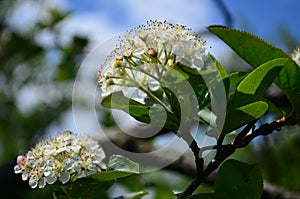 Beautiful small white flowers of black chokeberry on a branch