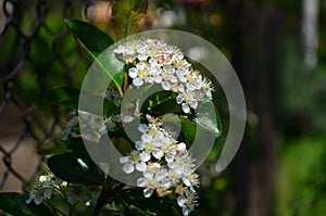 Beautiful small white flowers of black chokeberry on a branch