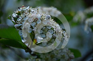 Beautiful small white flowers of black chokeberry on a branch