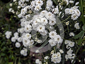 Beautiful small white flowers in the form of a ball with the Latin name Achillea ptarmica Ballerina