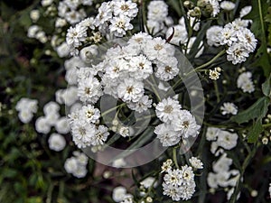 Beautiful small white flowers in the form of a ball with the Latin name Achillea ptarmica Ballerina photo