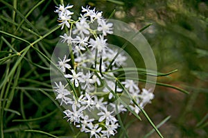 Beautiful small white flowers of Shatavari tree