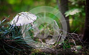 Beautiful small white mushroom