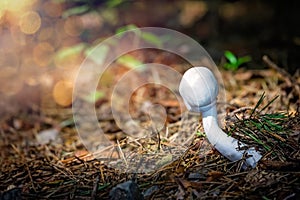 Beautiful small white mushroom