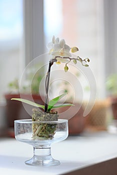 Beautiful small white phalaenopsis orchid on window.