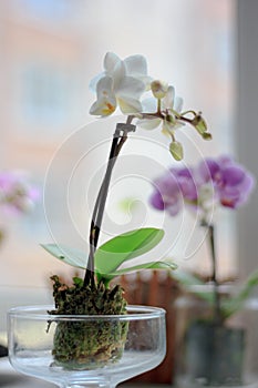 Beautiful small white phalaenopsis orchid on window.