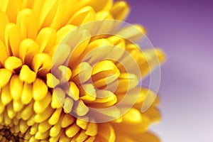 Beautiful small yellow chrysanthemum flower petals on a violet blurry background