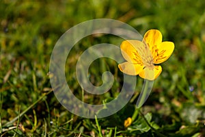 Beautiful small yellow flower in green grass and sunlight. Colorful fresh plants.