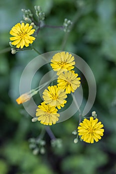Beautiful small yellow flowers on green grass