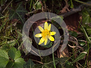 beautiful small yellow one flower petal spring forest floor - bu photo