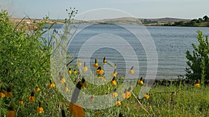 Beautiful small yellow white flowers swaying in the breeze at the bank of the lake