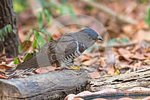 Beautiful of smallest Cuckoo bird Indian Cuckoo Cuculus micropterus, drinking water on tub