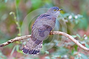 Beautiful of smallest Cuckoo bird and very rare standing on branch photo