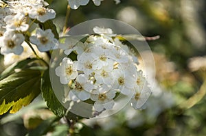 The Beautiful Smalll White Flower of Pyracantha coccinea, Firethorna