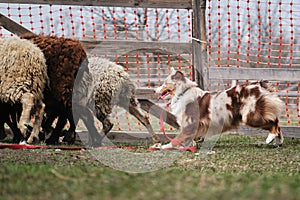 Beautiful and smart adult red merle aussie on the farm. Australian shepherd dog herds sheep. Sports standard for dogs on the