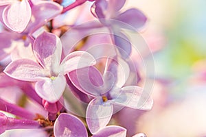 Beautiful smell violet purple lilac blossom flowers in spring time. Close up macro twigs of lilac selective focus. Inspirational