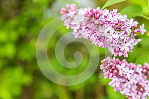 Beautiful smell violet purple lilac blossom flowers in spring time. Close up macro twigs of lilac selective focus. Inspirational