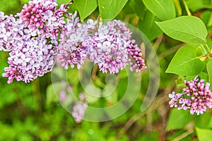 Beautiful smell violet purple lilac blossom flowers in spring time. Close up macro twigs of lilac selective focus. Inspirational