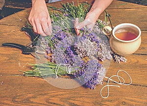 Beautiful smell violet wild Lavender bouquet in the hand, scissors