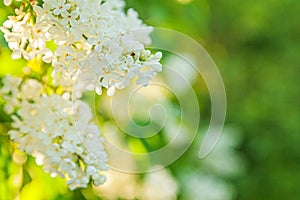 Beautiful smell white lilac blossom flowers in spring time. Close up macro twigs of lilac selective focus. Inspirational natural