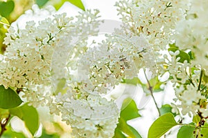 Beautiful smell white lilac blossom flowers in spring time. Close up macro twigs of lilac selective focus. Inspirational natural