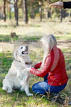 Beautiful smiling dog walking with owner outdoors. Pet concept.