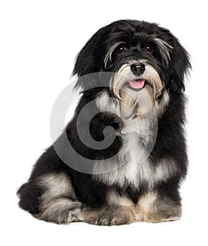 Beautiful smiling happy havanese puppy dog