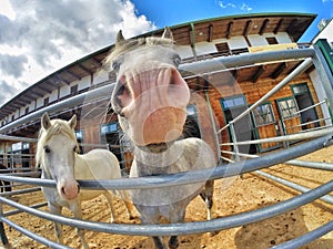 Beautiful smiling horses