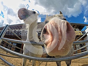 Beautiful smiling horses