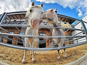 Beautiful smiling horses