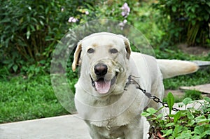 Beautiful, smiling Labrador on a summer background. Pedigree dog.