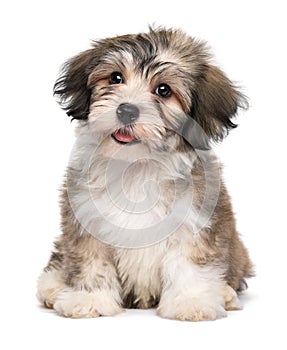 Beautiful smiling little havanese puppy