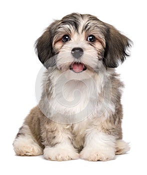 Beautiful smiling little havanese puppy