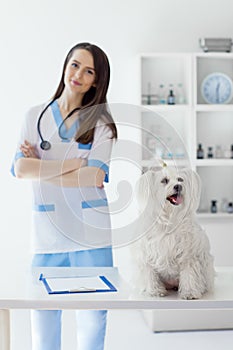 Beautiful smiling veterinarian doctor and cute white dog in vet