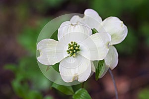 Beautiful Smoky Mountain Dogwood Blossom With Copy Space