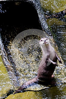 Beautiful Smooth-coated Otter Lutrogale perspicillata