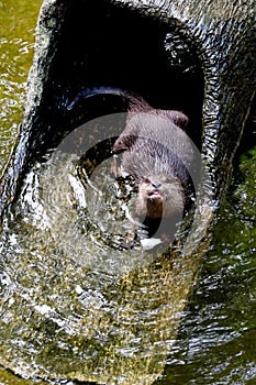 Beautiful Smooth-coated Otter Lutrogale perspicillata