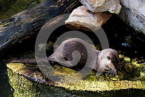 Beautiful Smooth-coated Otter Lutrogale perspicillata