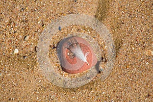 Beautiful smooth sea stones in the sands of the beach.