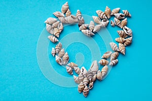 Beautiful smooth seashells on blue backgroundamily planning