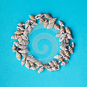 Beautiful smooth seashells on blue backgroundamily planning