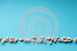 Beautiful smooth seashells on blue backgroundamily planning