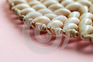 Beautiful smooth seashells on pink backgroundamily planning