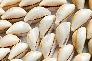 Beautiful smooth seashells on white backgroundamily planning