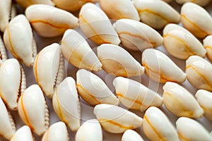 Beautiful smooth seashells on white backgroundamily planning