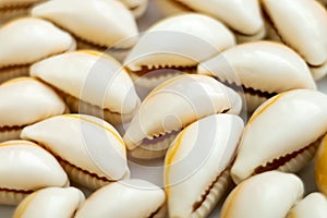 Beautiful smooth seashells on white backgroundamily planning