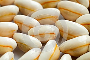 Beautiful smooth seashells on white backgroundamily planning