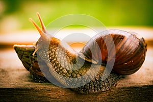 Beautiful Snail
