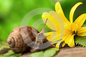 Beautiful Snail