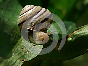 beautiful snail on a big green leaf.  Caucasotachea vindobonensis. Snail and plants photo